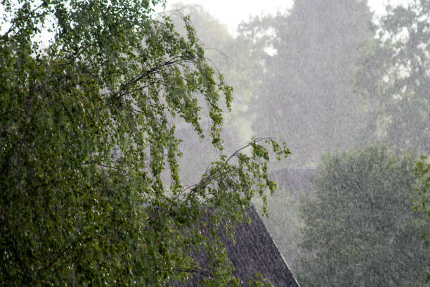 istock downpour, rainstorm, rain fall on trees and visible house roof 1014673276