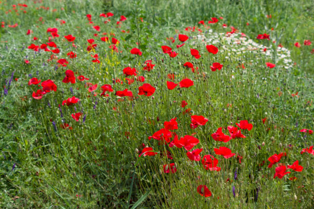 istock Red poppies in the field 1014676010
