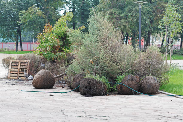 istock Tree seedlings ready for planting in a city park 1014677530