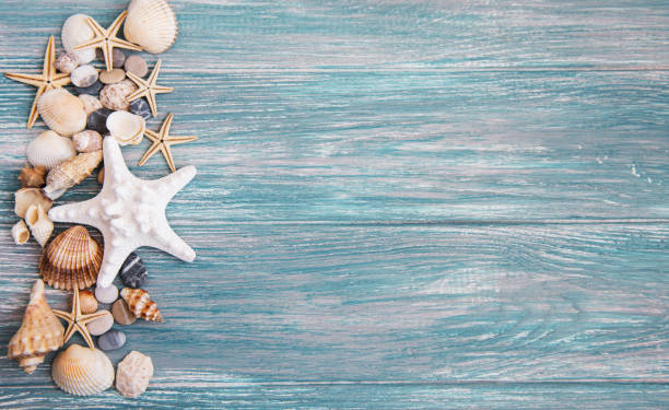 istock sea shells on a  wooden table 1014681386