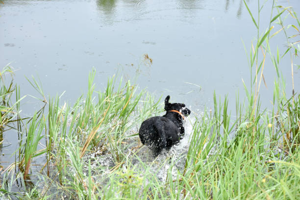 istock Labrador jump in the water 1014684090