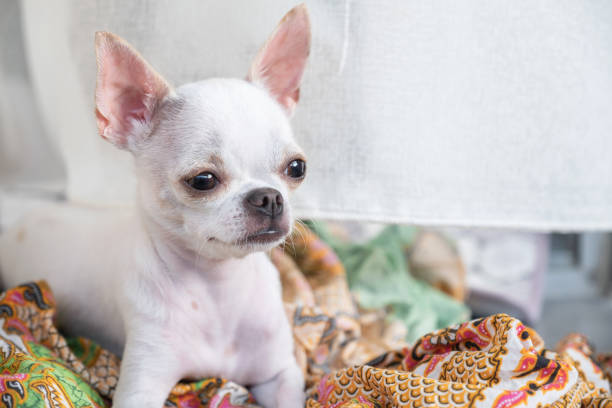 istock White small Chihuahua puppy sitting and looking 1014687026