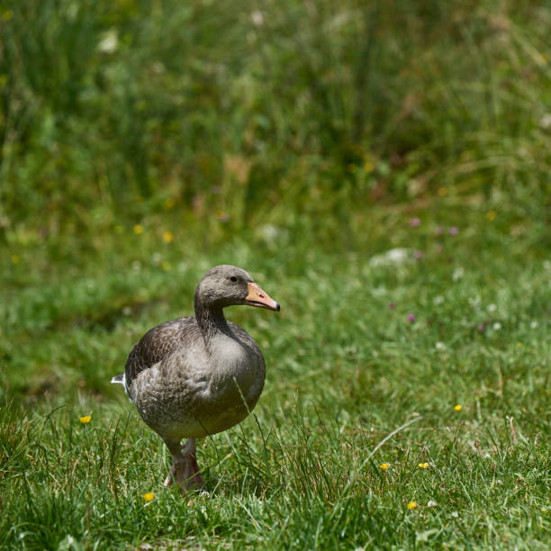 hintersee - alm bavaria mountain summer stock-fotos und bilder