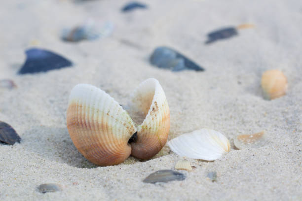 istock Seashells and clams on coastal sands, sandy seascape 1014689874