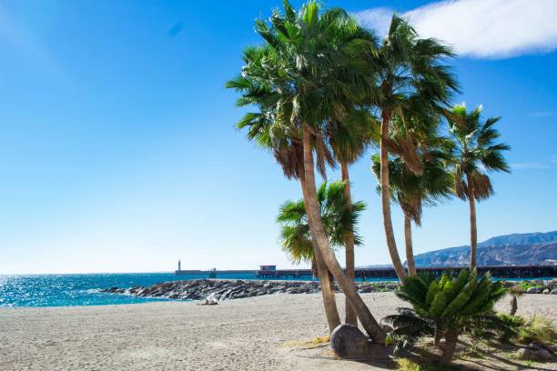 istock Palm trees on sandy beach seafront of mediterranean city 1014690094