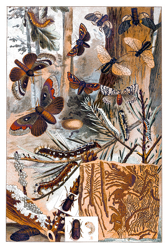 Illustration of a Moths