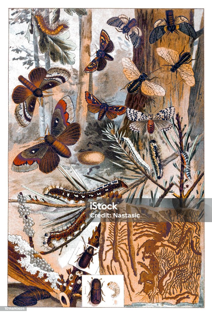 Moths Illustration of a Moths Romani People stock illustration