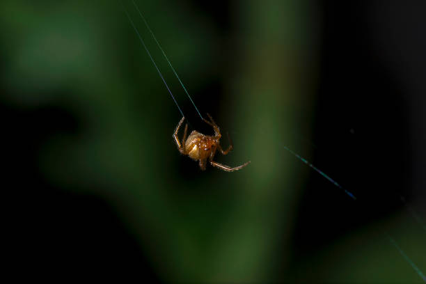 istock Brown spider climbing on a spider's fiber. 1014690760