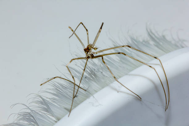 istock Brown spider died on the toothbrush. 1014690830