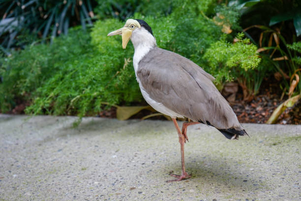 istock Masked Lapwing Bird, Vanellus Miles, also known as Masked Plover or Spur-Winged Plover 1014693722