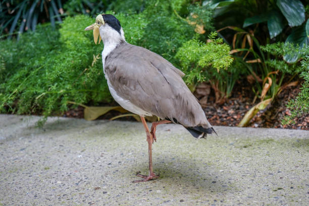 istock Masked Lapwing Bird, Vanellus Miles, also known as Masked Plover or Spur-Winged Plover 1014693746