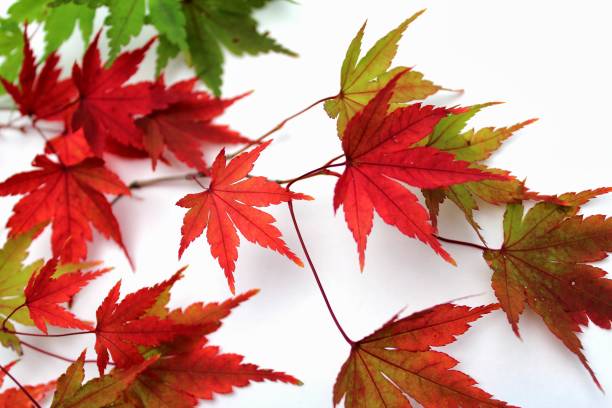 istock Colorful maple leaves on white background 1014693760