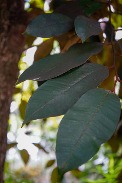 istock Star Apple or Chrysophyllum cainito, dark green leaves 1014693808