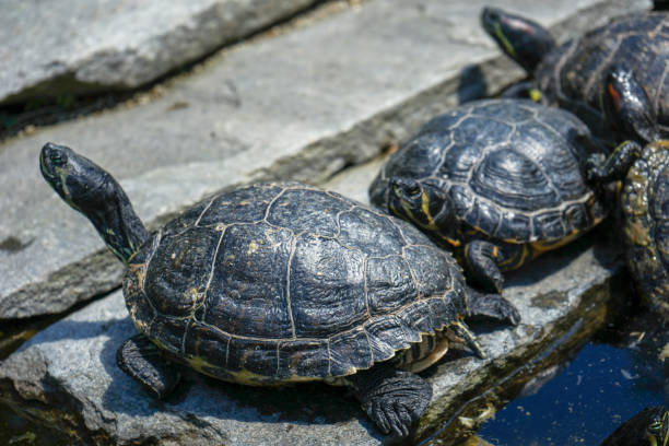 istock Yellow Bellied Sliders, Trachemys scripta, group close up view 1014694076