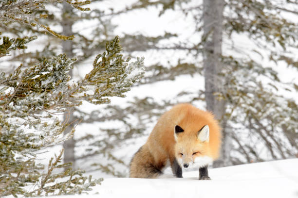 istock Red Fox adult in winter time 1014696932