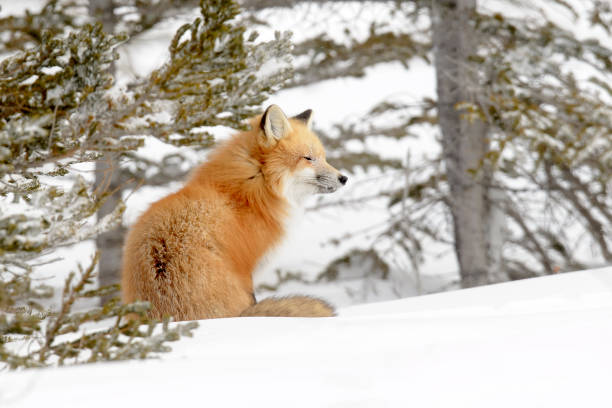 istock Red Fox adult in winter time 1014697016