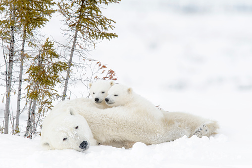Polar bear (Ursus maritimus photo