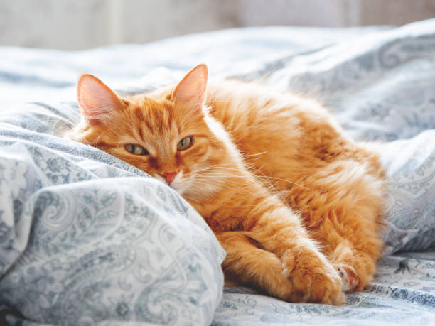 istock Cute ginger cat lying in bed. Fluffy pet looks curiously. Cozy home background. 1014697300