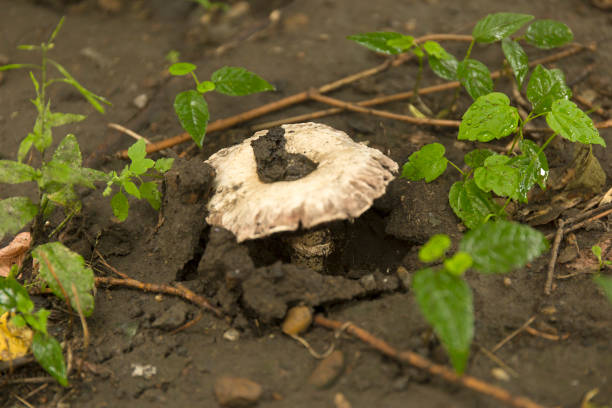 Closeup white champignons in the forest. Macro wild mushrooms