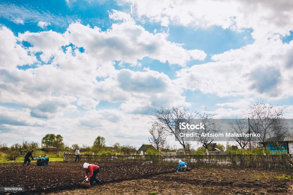 Farmers summer residents plant potatoes in the spring Farmers in the field plant potatoes with their hands from baskets on a spring day Agricultural Field Stock Photo