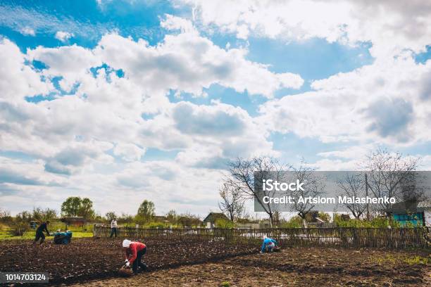 Farmers Summer Residents Plant Potatoes In The Spring Stock Photo - Download Image Now