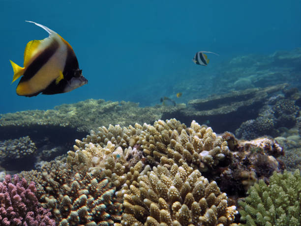 istock Beautiful finger coral 1014704132
