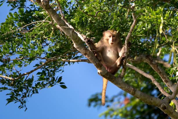 istock Monkeys on Son Tra peninsula in Danang City, Vietnam 1014704272