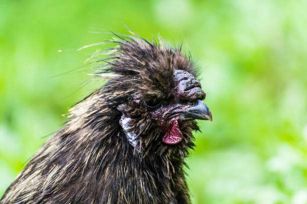 istock Japanese sedoso rooster 1014704282