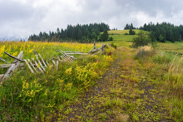 Blooming mixed grass and herbs on the overgrown rural road and the old broken fence in the wild nature of Serbia