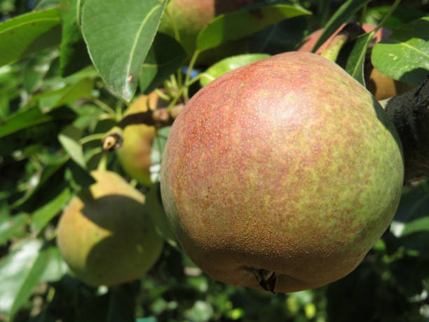 istock Ripe pear on a branch with leaves, close-up 1014709532