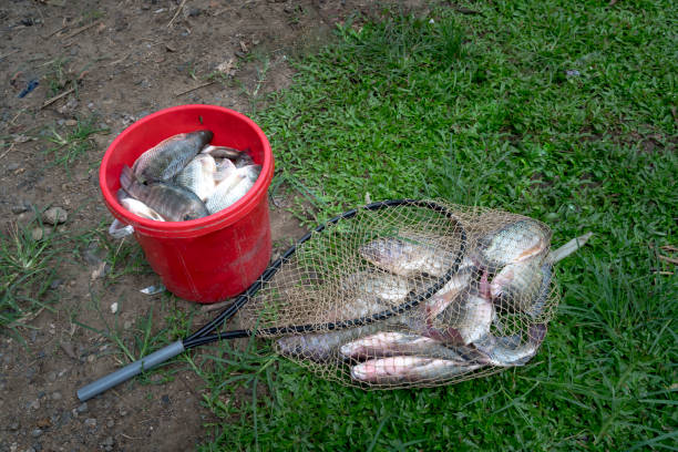 pescados frescos fueron capturados por los pescadores en ba ser lago, provincia de bac kan, vietnam - ba kan fotografías e imágenes de stock
