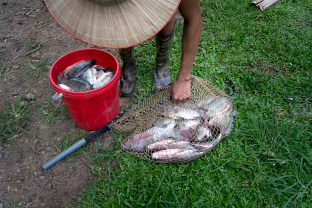 świeże ryby zostały złowione przez rybaka w ba be lake, prowincja bac kan, wietnam - ba kan zdjęcia i obrazy z banku zdjęć
