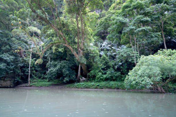 zobacz piękną scenerię lasu tropikalnego w ba be lake w prowincji bac kan, wietnam - ba kan zdjęcia i obrazy z banku zdjęć