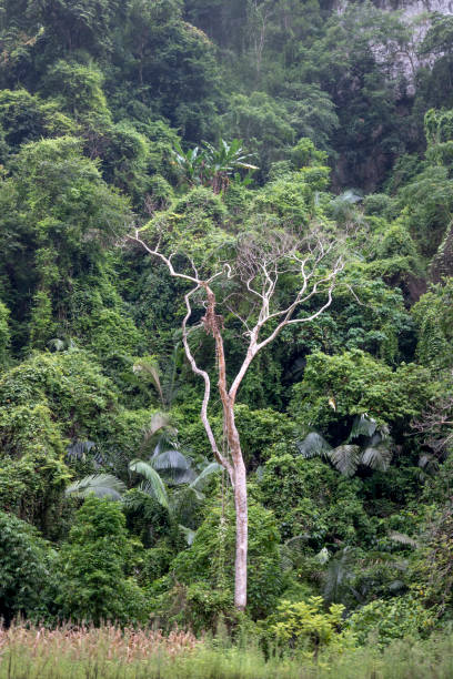 zobacz piękną scenerię lasu tropikalnego w ba be lake w prowincji bac kan, wietnam - ba kan zdjęcia i obrazy z banku zdjęć