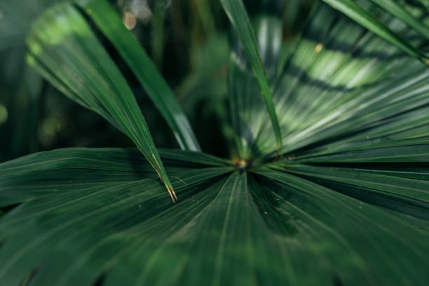 istock Green leaf of a palm tree 1014715648