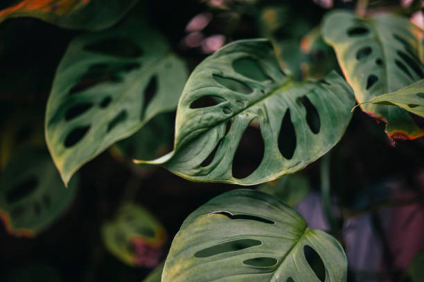 istock Monstera Deliciosa Cheese Plant Leaves 1014715974