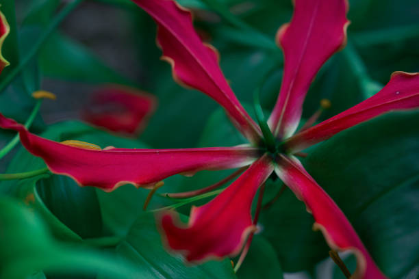 istock Beautiful red pink open flower 1014716134