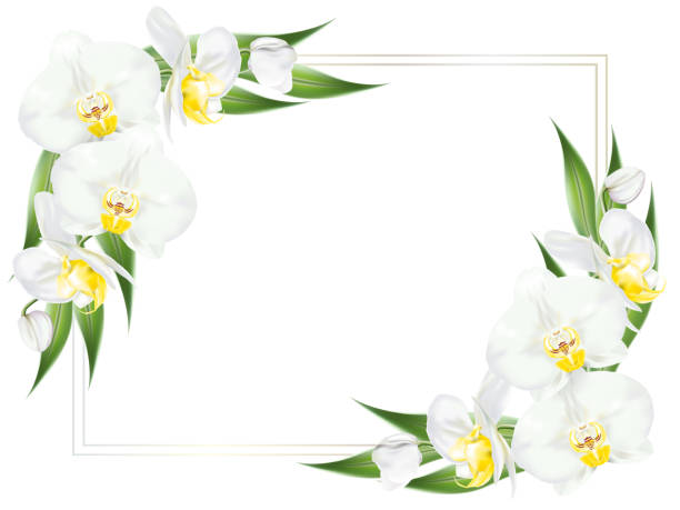 weiße orchideen frame - moth orchid stock-grafiken, -clipart, -cartoons und -symbole