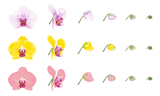 Phalaenopsis orchid or moth orchid color varieties. Beautiful tropical flower blossoms set on white background. Vector illustration.
