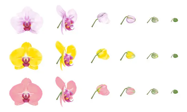 Vector illustration of variety colors of moth orchid