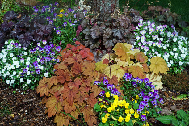 Alumroot, horned pansies and pansies, Germany, Eifel.\nPlease see more similar alumroot, horned pansie and pansie pictures of my portfolio. Thank you!