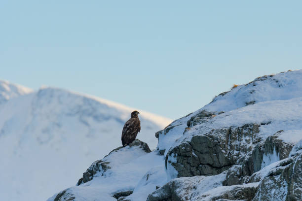istock White-tailed eagle or sea eagle sitting on a rock in the sea in Norway 1014721412