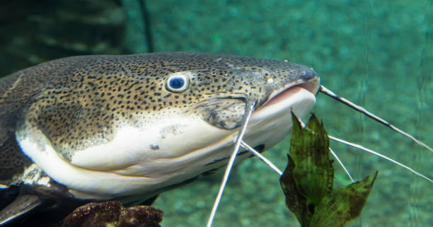 istock Large marine fish, underwater life 1014732808
