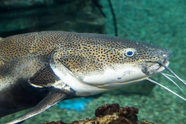 istock Large marine fish, underwater life 1014732832