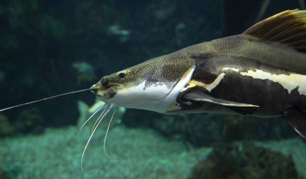 istock Large marine fish, underwater life 1014732890