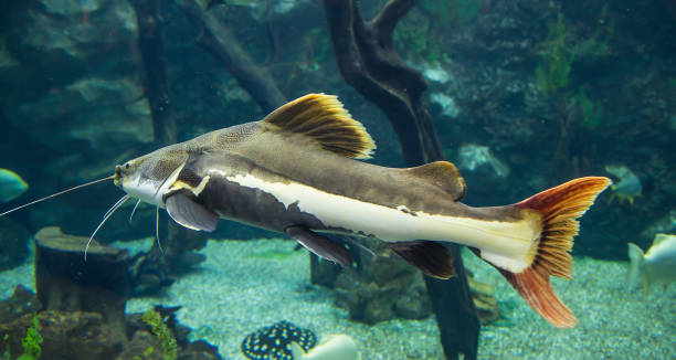 istock Large marine fish, underwater life 1014732906