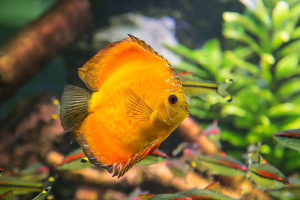 istock Large marine fish, underwater life 1014732978