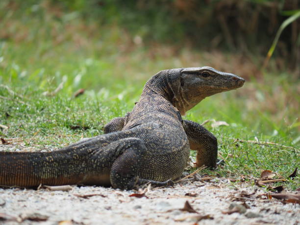 ящерица монитор воды - water monitor стоковые фото и изображения