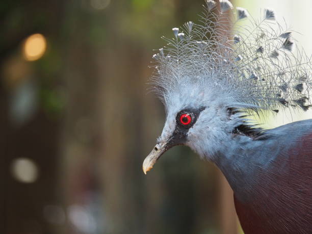 istock Western and victorian crowned pidgeon 1014734136