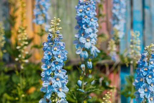 Big flower delphinium. High garden blue flowers. Candle Delphinium,many beautiful purple and blue flowers blooming against a background of a colorful fence.